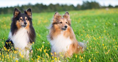 New DNA reporting schemes for Shetland sheepdogs